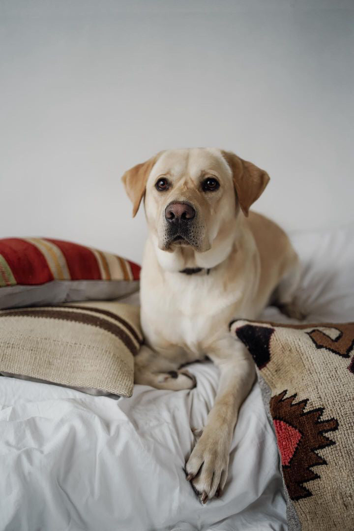 Kelim Kissen | 60 cm x 40 cm | Nr. K_8589