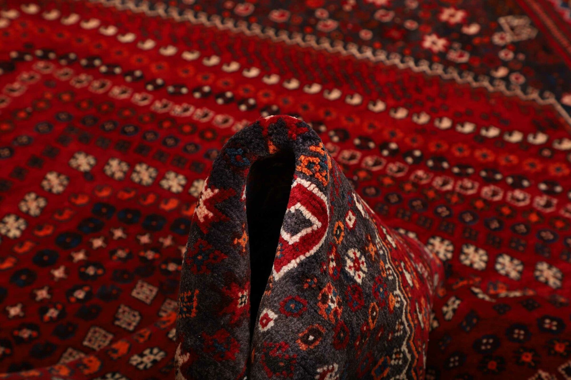 Shiraz | 249 cm x 170 cm | Nr. 12-459862