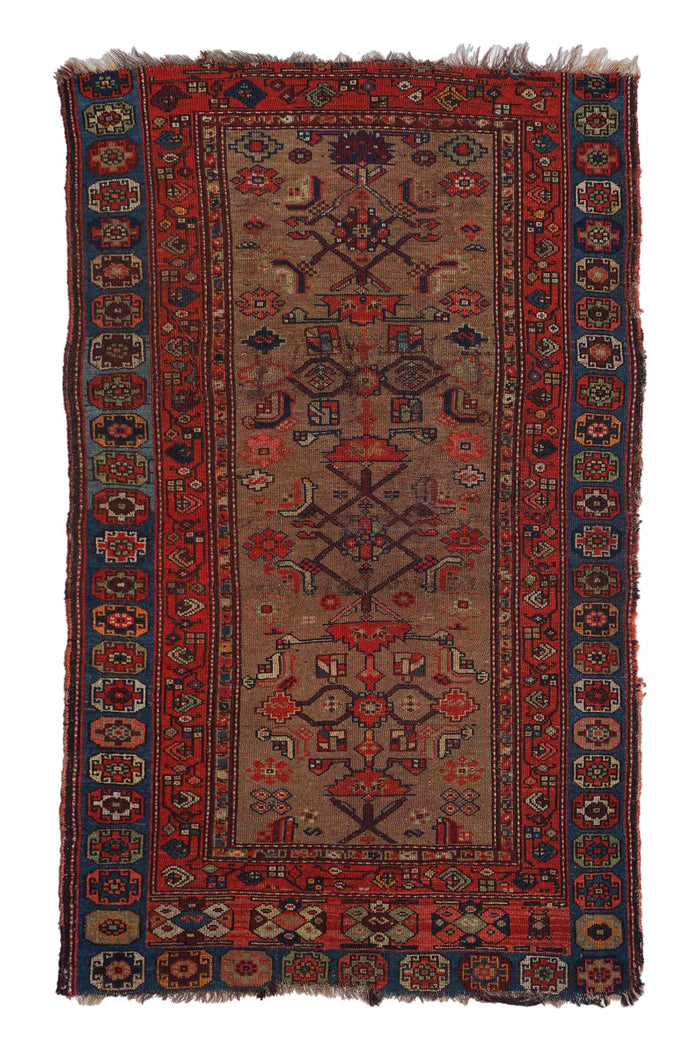 Alter Lori | 174 cm x 106 cm | Nr. 15561
